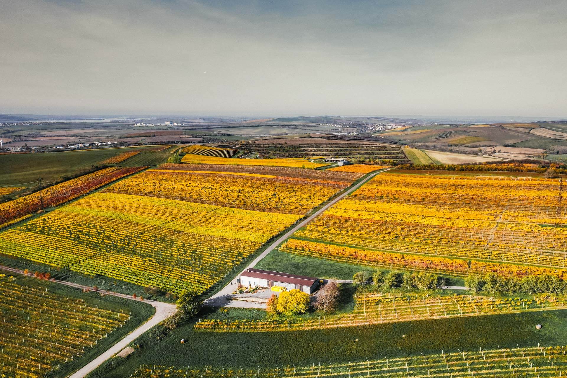 Viniční trať Bojanovska